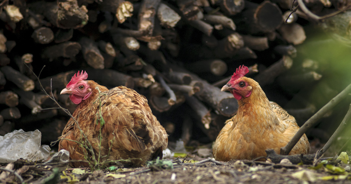 قیمت روز مرغ محلی تخمگذار یک ماهه - سپید طیور